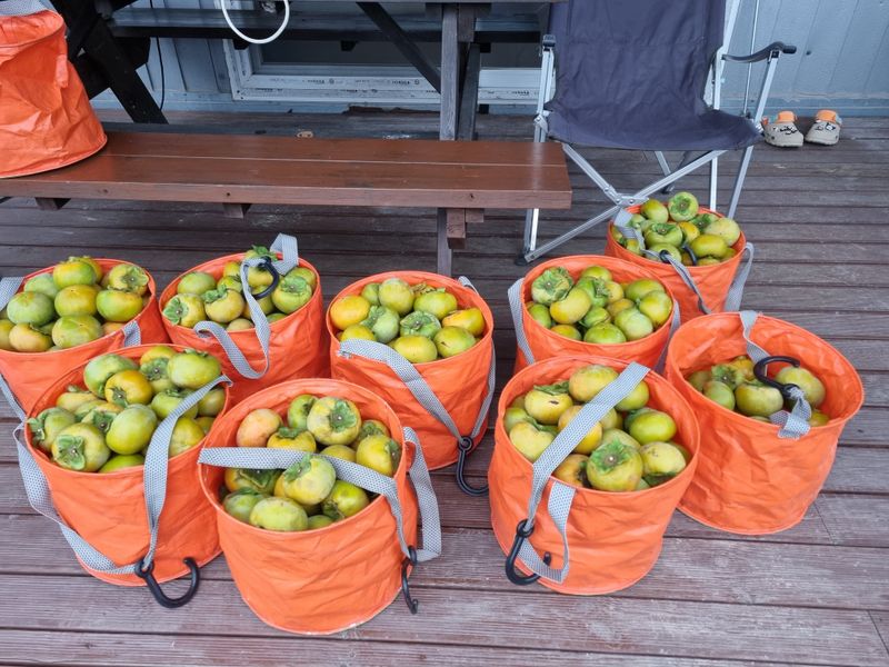 장터 상품 [단감 10kg ] 썸네일