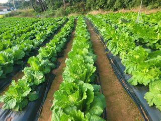 음두임님의 배추 · 일상 작성글 사진