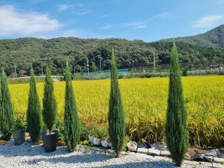 연산나무농장님의 자유주제 · 자유게시판 작성글 사진