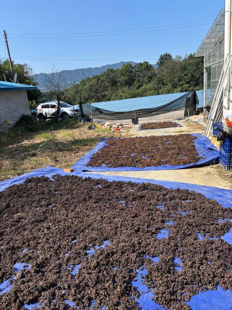 신혜영님의 장터 판매 상품 [산초기름 200미리] 첨부 사진