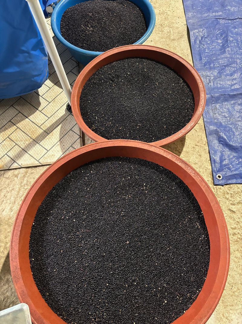 신혜영님의 장터 판매 상품 [산초기름 200미리] 첨부 사진