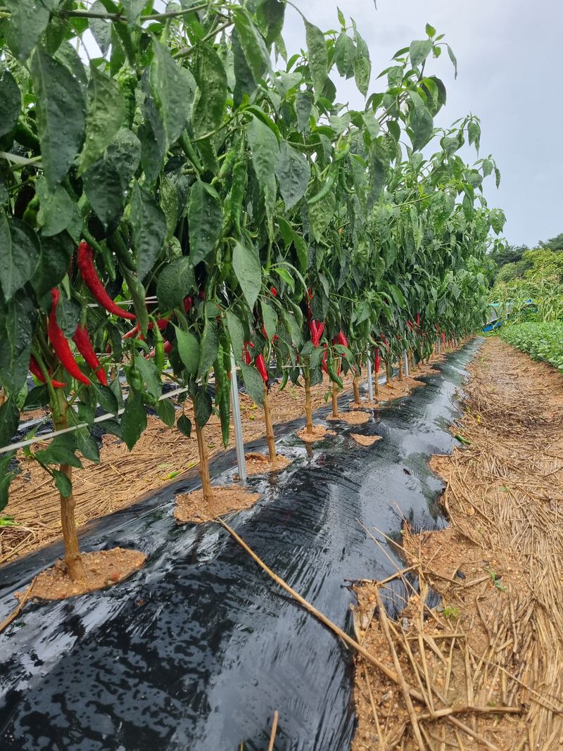 김동희님의 장터 판매 상품 [25년 고추가루(국내산)] 첨부 사진