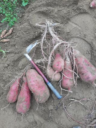 탕정농민님의 자유주제 · 자유게시판 작성글 사진