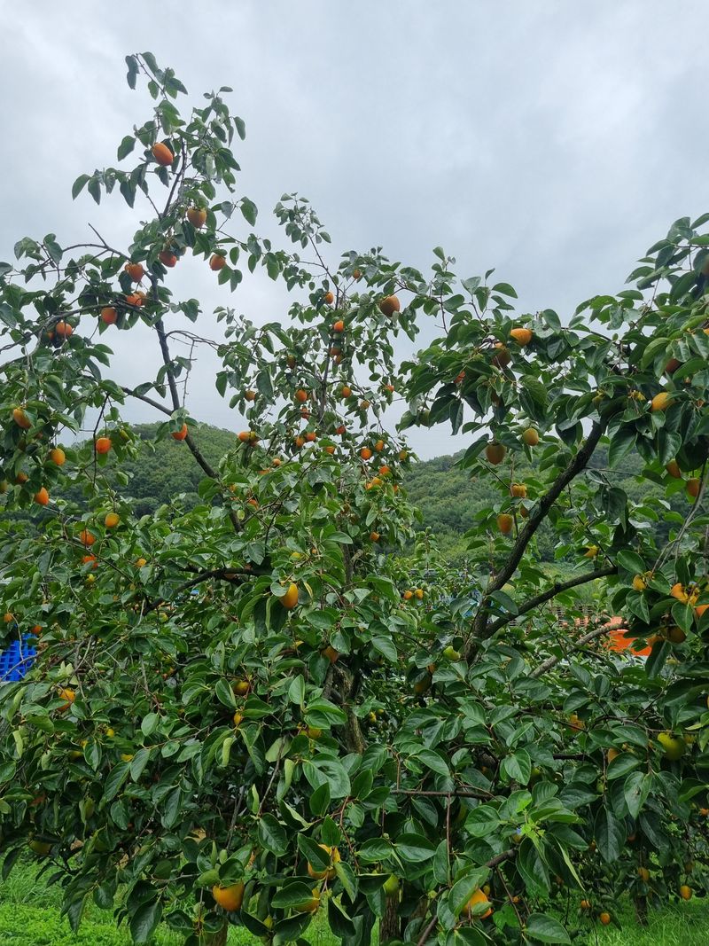 배15412님의 장터 판매 상품 [대봉감10Kg] 첨부 사진