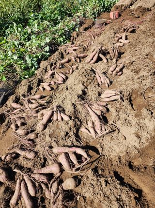 강촌지기님의 자유주제 · 자유게시판 작성글 사진