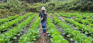 음두임님의 배추 · 일상 작성글 사진