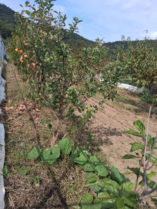 양파15542님의 작성글 사진