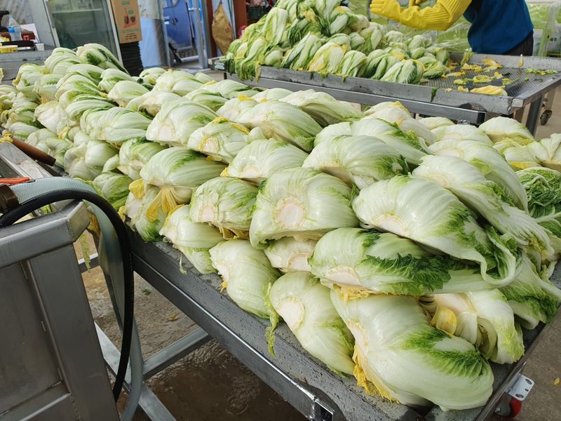 음두임님의 장터 판매 상품 [괴산초록농장 절임배추 예약판매] 첨부 사진
