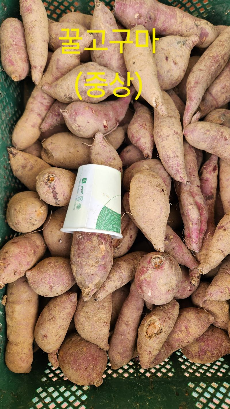 금제섭님의 장터 판매 상품 [황토 꿀고구마 10kg] 첨부 사진