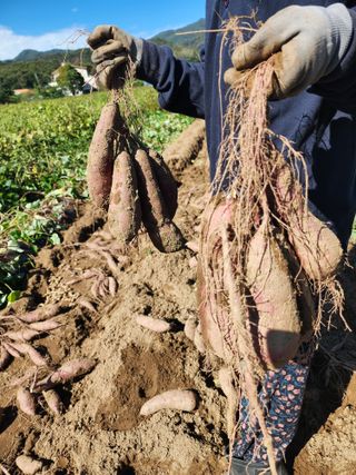 강촌지기님의 자유주제 · 자유게시판 작성글 사진