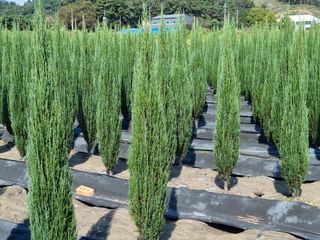 연산나무농장님의 자유주제 · 자유게시판 작성글 사진