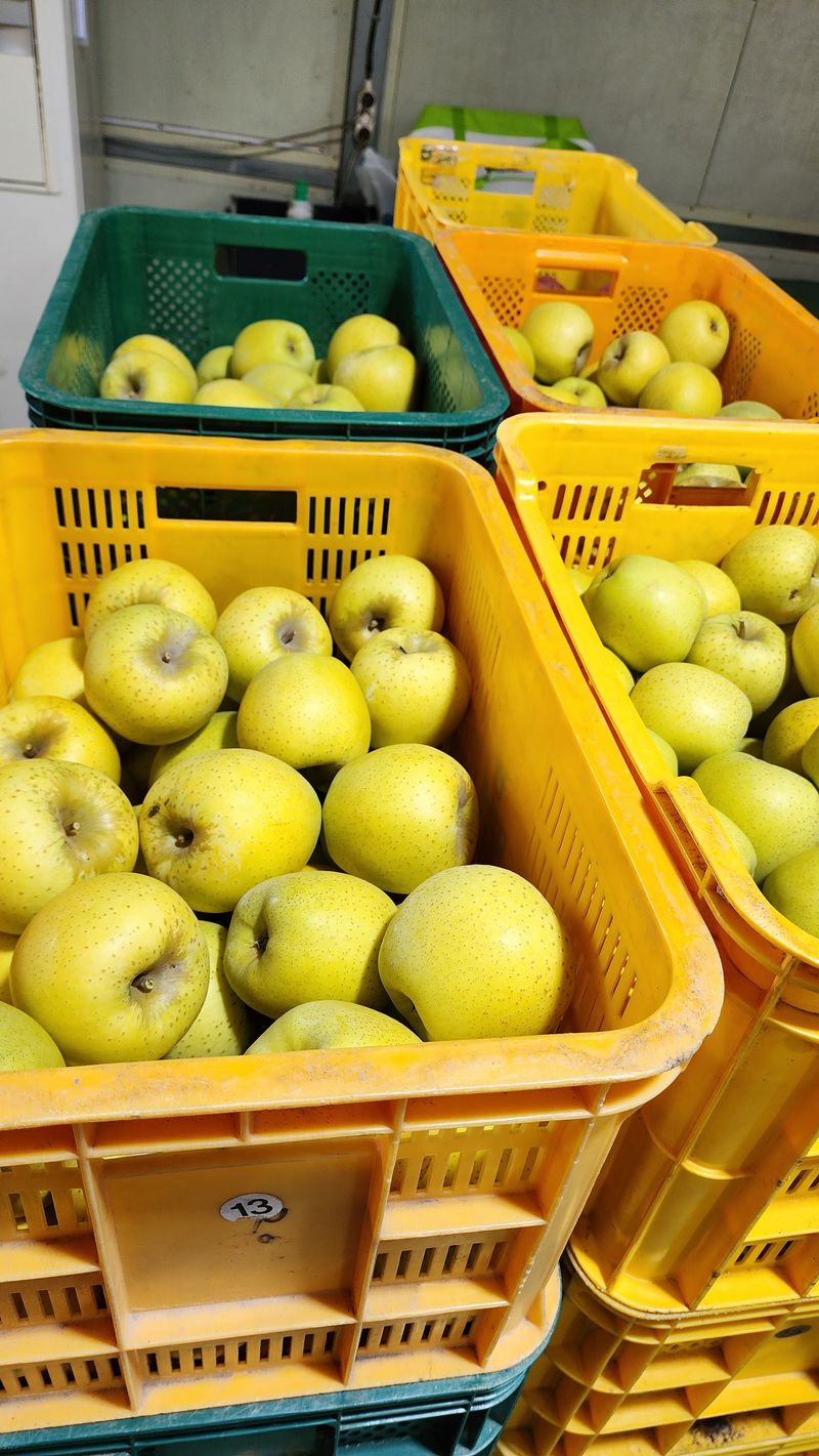 현등농원♡님의 장터 판매 상품 [시나노골드사과 5키로] 첨부 사진