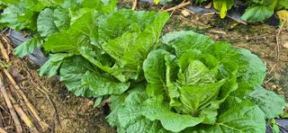 음두임님의 배추 · 일상 작성글 사진