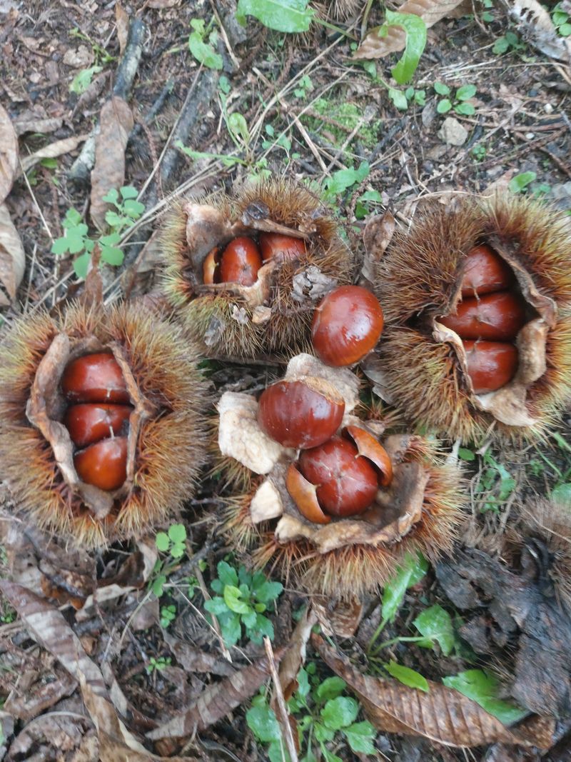정택희님의 장터 판매 상품 [공주 정안 밤] 첨부 사진