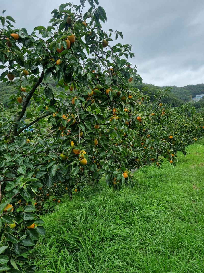 장터 상품 [대봉감10Kg] 썸네일