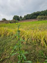 팜모닝 자유주제·자유게시판 게시글 이미지