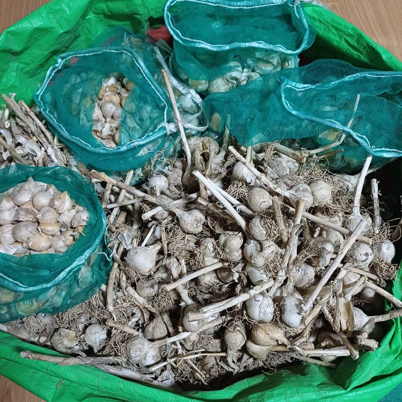 장터 상품 [(마감)코끼리마늘. 식용.심을것 판매] 썸네일