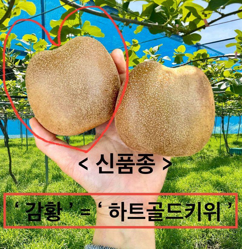 농부손녀님의 장터 판매 상품 [[슈퍼푸드 골드키위] 황실황후 황금다래] 첨부 사진