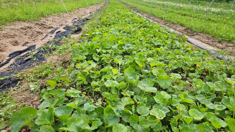 조병대님의 장터 판매 상품 [잔대 종근용 ] 첨부 사진