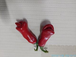 황대헌님의 자유주제 · 자유게시판 작성글 사진