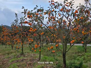 화성농원님의 자유주제 · 건의해요 작성글 사진