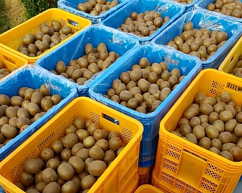 농부손녀님의 장터 판매 상품 [[슈퍼푸드 골드키위] 황실황후 황금다래] 첨부 사진