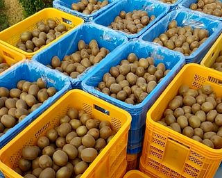 농부손녀님의 작성글 사진