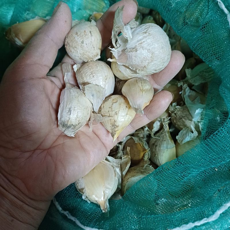 삼성농산님의 장터 판매 상품 [(마감)코끼리마늘. 식용.심을것 판매] 첨부 사진