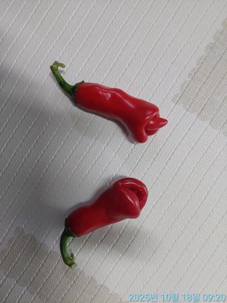 황대헌님의 자유주제 · 자유게시판 작성글 사진