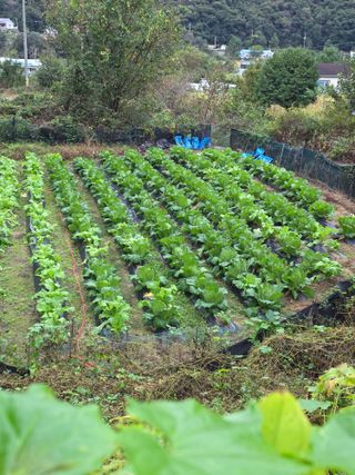 김상오.건달농사꾼님의 자유주제 · 자유게시판 작성글 사진