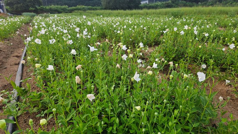 조병대님의 장터 판매 상품 [으뜸백도라지 종근용 ] 첨부 사진