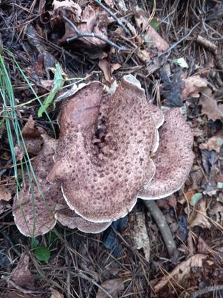 연향님의 자유주제 · 자유게시판 작성글 사진