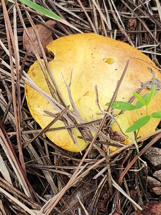 석헌님의 자유주제 · 자유게시판 작성글 사진