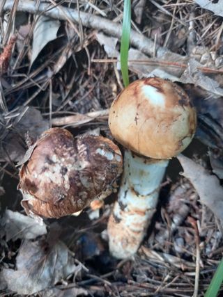 연향님의 자유주제 · 자유게시판 작성글 사진