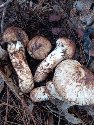 연향님의 자유주제 · 자유게시판 작성글 사진