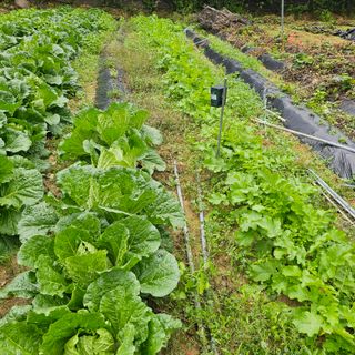 최군환님의 자유주제 · 자유게시판 작성글 사진