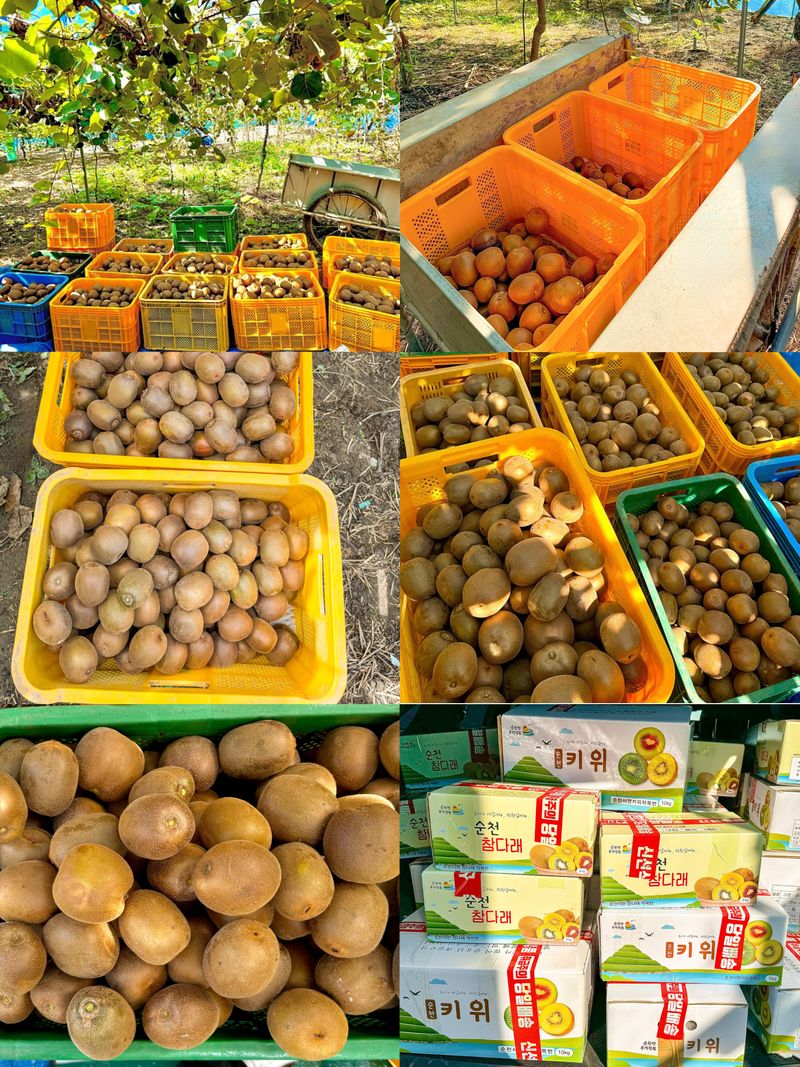 농부손녀님의 장터 판매 상품 [[슈퍼푸드 골드키위] 황실황후 황금다래] 첨부 사진