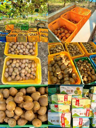 농부손녀님의 작성글 사진