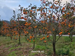 화성농원님의 자유주제 · 건의해요 작성글 사진