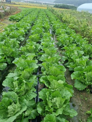 이호님의 배추 · 결구기 농작업 작성글 사진