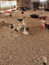 팜모닝 · 게시글 이미지