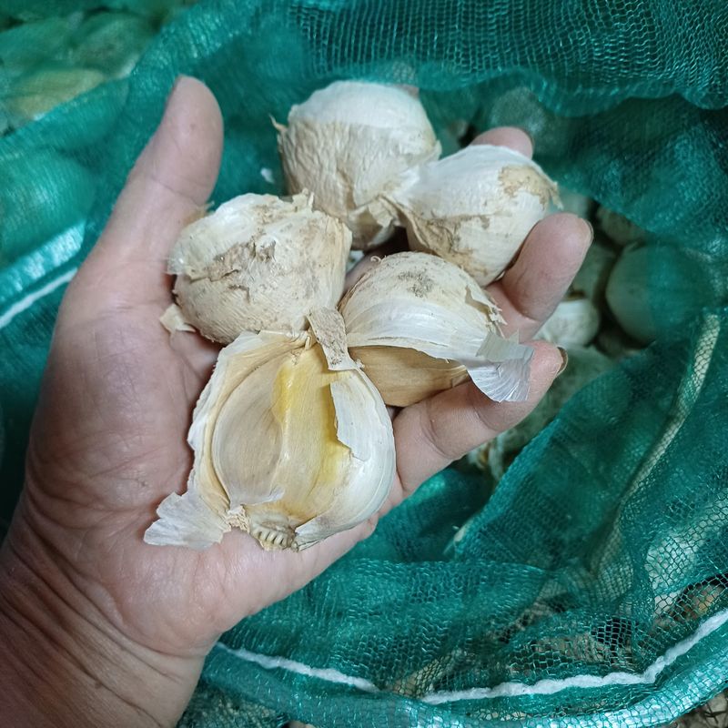 삼성농산님의 장터 판매 상품 [(마감)코끼리마늘. 식용.심을것 판매] 첨부 사진