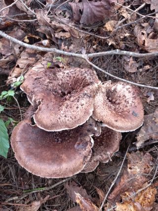 연향님의 자유주제 · 자유게시판 작성글 사진