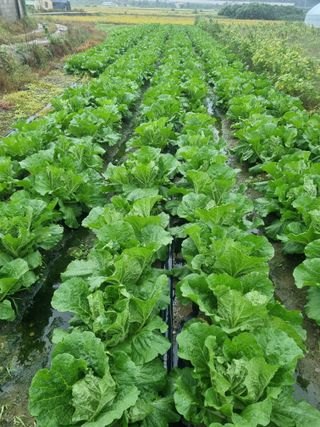 이호님의 배추 · 결구기 농작업 작성글 사진