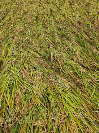 양철주님의 자유주제 · 자유게시판 작성글 사진