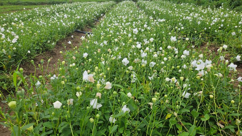 조병대님의 장터 판매 상품 [으뜸백도라지 종근용 ] 첨부 사진