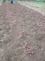 팜모닝 자유주제·자유게시판 게시글 이미지