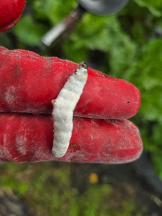 텃밭입문님의 농사, 무엇이든 물어보세요! · 참여글 작성글 사진