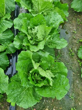 이호님의 배추 · 결구기 농작업 작성글 사진