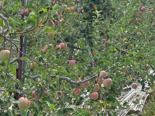 화성농원님의 자유주제 · 건의해요 작성글 사진
